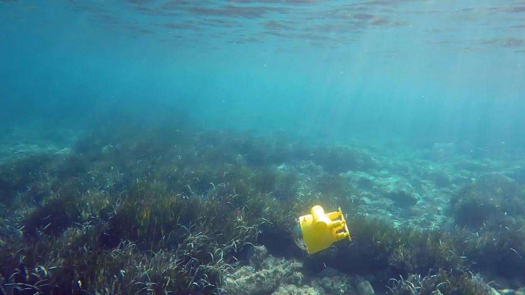 offshore seagrass restoration being monitored with Marine Bees by Seagrass Blue