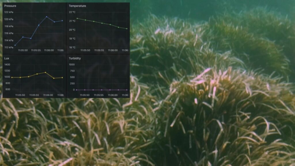 monitoring seagrass meadows