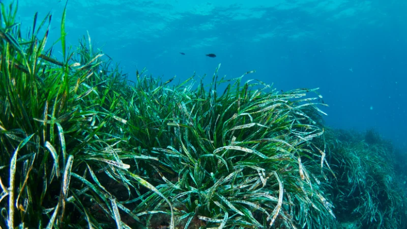 seagrass restoration with mission ocean and eu commission