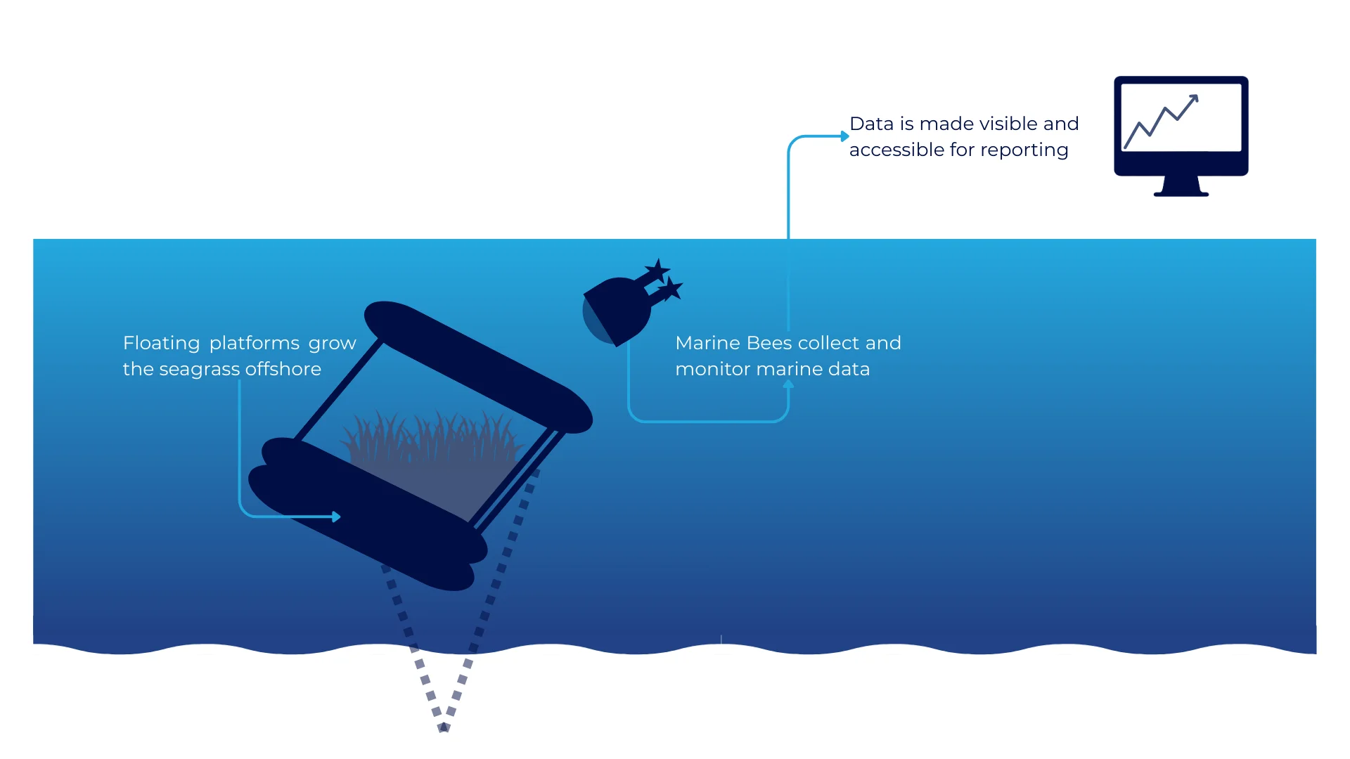 how offshore seagrass restoration works